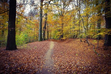 View on path in beech tree wood in orange golden autumn colors, Viersen, Germany