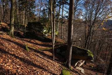 Pfälzerwald