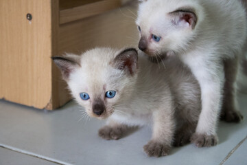 Two blue-eyed white cats playing in the living room.