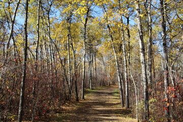 Fall Colours Along The Trail, William Hawrelak Park, Edmonton, Alberta