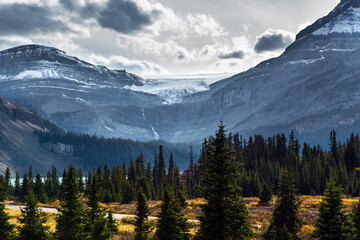 Pines and spruce trees