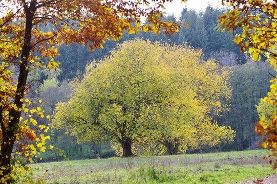 Herbstbaum