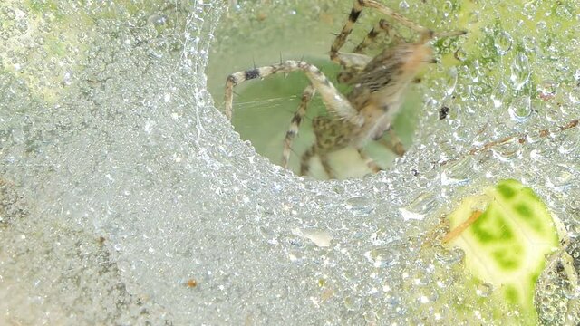 Lawn wolf spider was spinning filament for closed entrance cobweb.