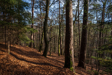 Obraz premium Pfälzerwald