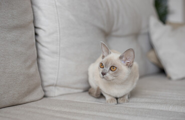 Fototapeta na wymiar Burmese cat lying on a sofa at home.