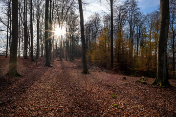Obraz premium Pfälzerwald