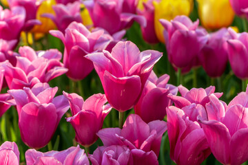 Fototapeta premium Tulip season. Harvest Mix tulips flowers.