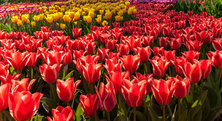 Gardening tips. Growing flowers. Growing bulb plants. Enjoying nature. Soil for growing flowers.