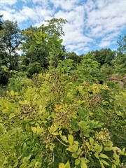 trees in the forest and blue sky