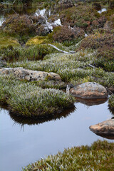 Mountain plants