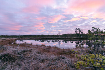 colorful sunrise over bog, dusk hour, dark swamp tree silhouettes, glorious sky, cold autumn...