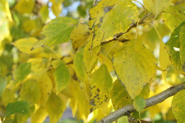 autumn leaves on a branch
