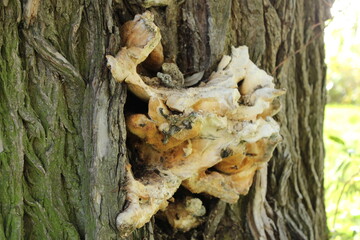 fungus on tree