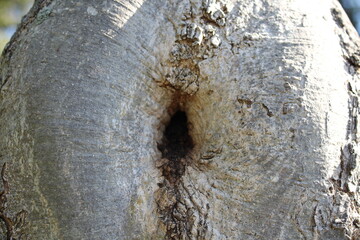 trunk
