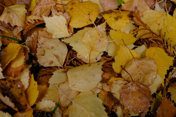 Buchenblätter am Waldboden