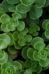 Leaves texture. Green succulent