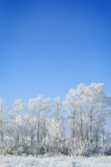 white winter snow tree lantscape