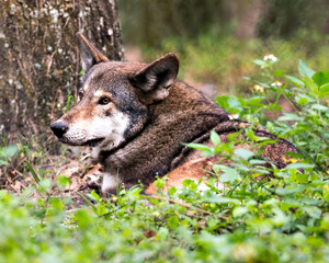 Wolf stock photos. Red wolf head close-up profile view. Foliage foreground and blur background. Endangered species. Image. Picture. Portrait.