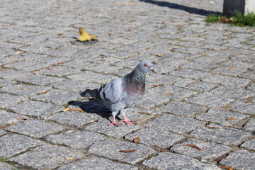 pigeon on the street