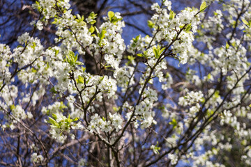 Beautiful spring blossoming plum tree