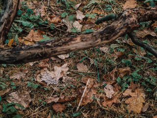 Naklejka premium OLYMPUS DIGITAL CAMERA