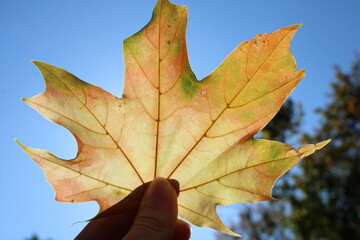 autumn maple leaf