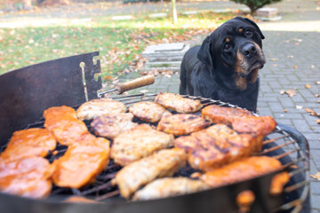 Hund möchte Grillfleisch Fleisch vom Grill
