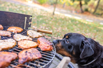 Hund riecht am Grill möchte Fleisch vom Grill