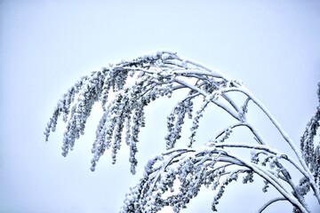 Winter time. Tree branches covered with snow.