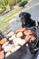 Hund Rottweiler bittet um Fleisch vom Grill