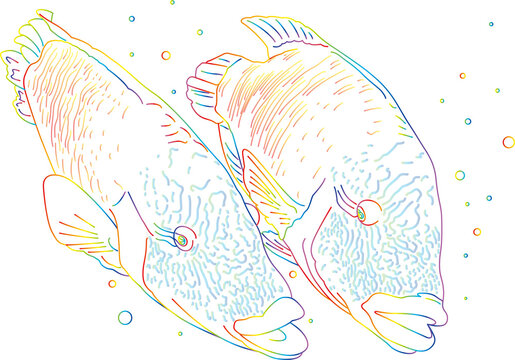 98 Best ナポレオンフィッシュ Images Stock Photos Vectors Adobe Stock
