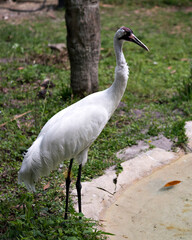 Whooping crane stock photos. Whooping crane close-up profile view standing tall by the water with blur foliage background in its habitat and environment. Picture. Portrait. Image. Endangered species.