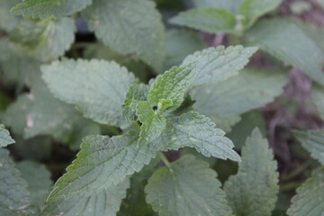 Nettle