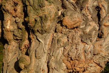 knorriger baum im hindenburgpark bingen