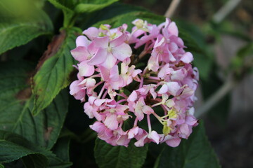 pink and white flowers