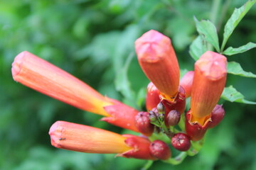 red and yellow flower