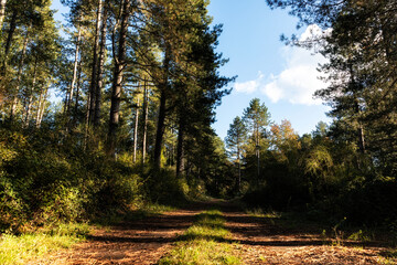 Fototapeta premium Sentiero nel bosco autunnale