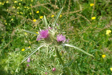 Syrian Thistle (Notobasis syriaca)