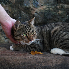 A man is touching a Thai shorthaired tabby cat when it is sitting alone on the street in the temple