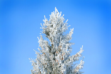 frozen tree