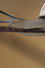 Snail slowly creeping along the branch of a tree super macro close up with slider action.stylommatophora close up.