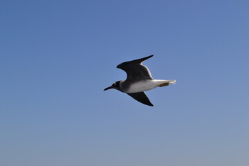 seagull in the sky