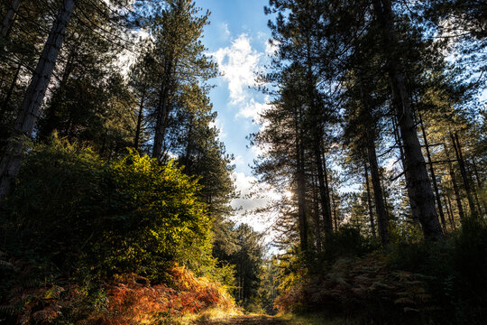 sentiero in mezzo al bosco in autunno
