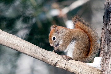 Squirrel Stock Photos. Squirrel sitting on a branch and eating nuts with a blur background in its habitat and environment in the winter season with a bushy tail. Image. Picture. Portrait.