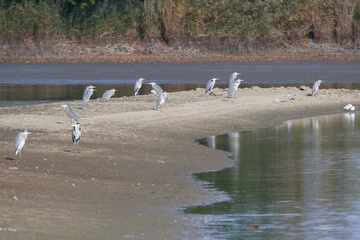 Graureiher an einem abgelassenen Teich in der Oberlausitz