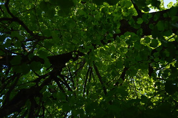 green leaves