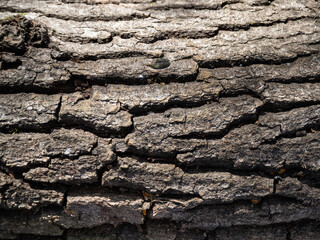 Texture of old tree trunk in nature