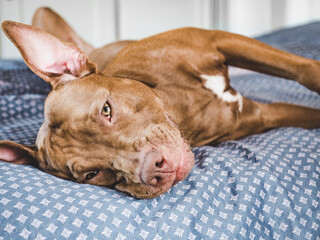 Charming, sweet puppy of chocolate color. Close-up, indoor. Day light. Concept of care, education, obedience training, raising pets