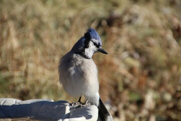 November Blue Jay, Edmonton, Alberta