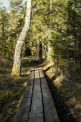 Obraz premium wooden boardwalk trail in green forest